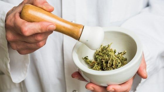 Cannabis, Nature: "Sappiamo troppo poco degli effetti sul cervello"
