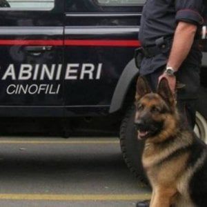 Anziana scompare mentre cerca funghi nei boschi della Valsangone