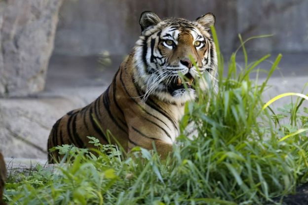 Al Bioparco le tigri di Sumatra per evitare l'estinzione. Protestano gli animalisti