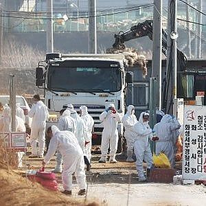 Torna l'aviaria in Asia ed Europa. Il virus trovato anche in Italia