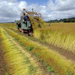Agricoltura, l'Italia rischia di restituire 550 milioni di fondi Ue