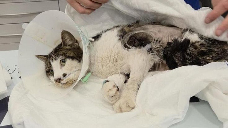 Gattina stuprata a Tor Tre Teste, ancora critiche le condizioni di Rosi