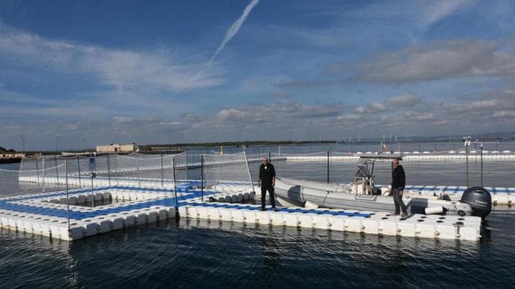 I delfini pensionati dagli acquari potranno vivere in mare: a Taranto nasce il primo rifugio europeo