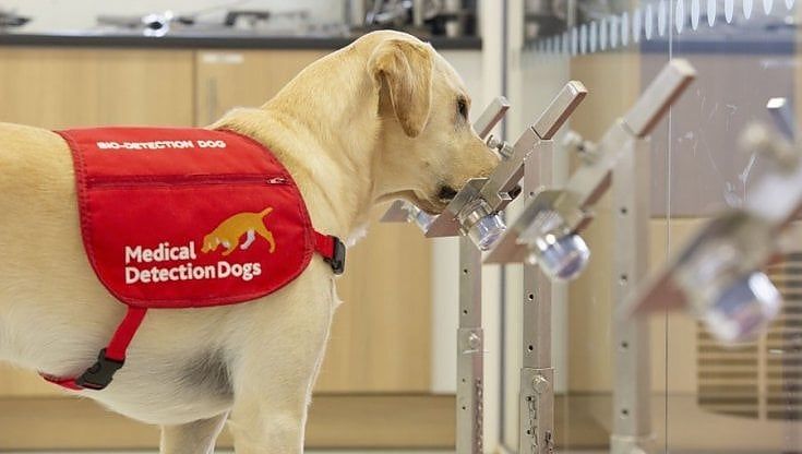 I cani diagnosticano il Covid: primo test in Italia al Campus Biomedico di Roma
