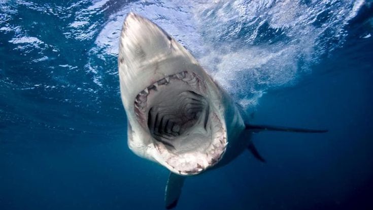 Usa, la vittoria di Lulu, attaccata da uno squalo: Alabama vota “shark alert” sui cellulari