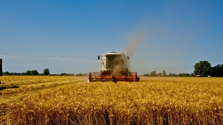 L’anno nero del grano siciliano, raccolto ai minimi storici per piogge e clima impazzito