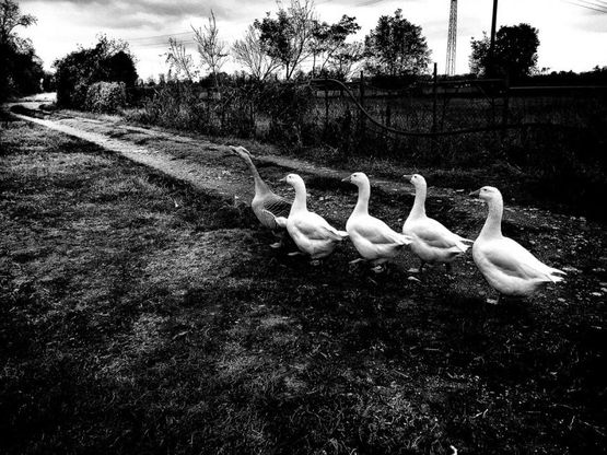 Contadini, mungitori e pastori, oggi come due secoli fa. Le foto di Carnieli al Parco agricolo Sud di Milano