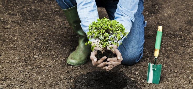 Alberi piantati, podcast e corsi online: così si insegna la sostenibilità in Italia