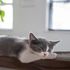 Il tuo gatto sta bene? Scoprilo con il questionario