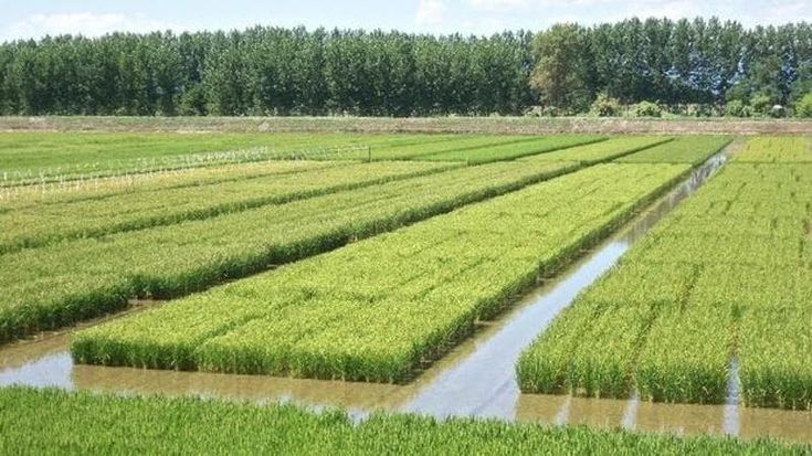 Vite locali in scenari globali, così Carlin dava valore a persone, cibi e comunità