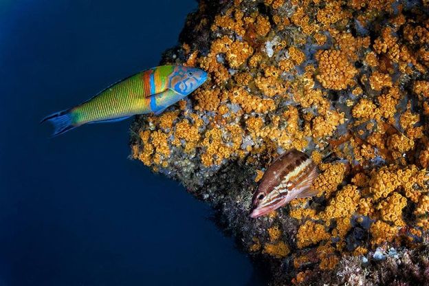 Il mare di Ischia come un acquario: lo spettacolo della secca delle Formiche