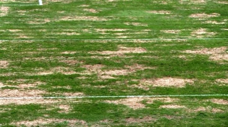 Ischia, il campo sportivo come Spelacchio: le foto diventano virali