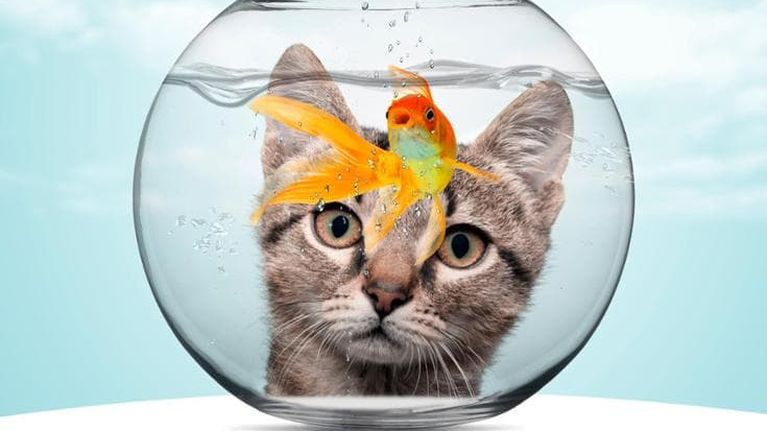 A ogni animale la sua intelligenza, non giudichiamoli confrontandola con la nostra