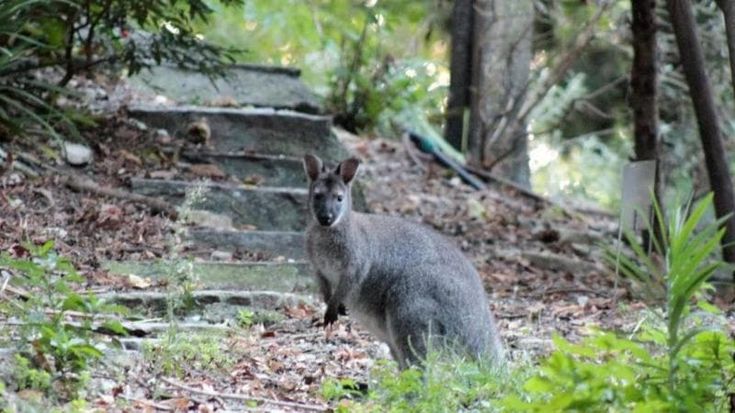 Dal lago di Como alla provincia di Grosseto: 13 piccoli canguri trasferiti a Semproniano