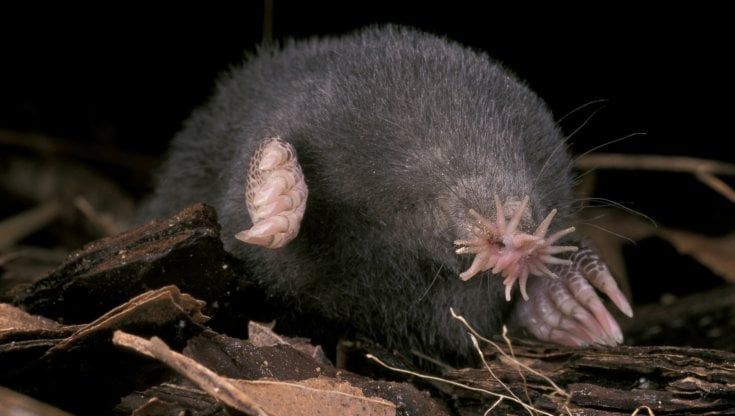 La talpa dal muso a stella e altri misteri dell'evoluzione