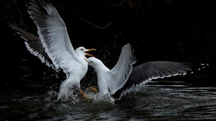 Volare alto