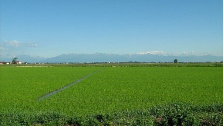 Processo al riso bio, 7 anni di odissea per le acque contaminate dei campi 