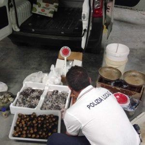 Bari, i vigili urbani tornano sul molo San Nicola per i controlli: nuovo sequestro di pesce
