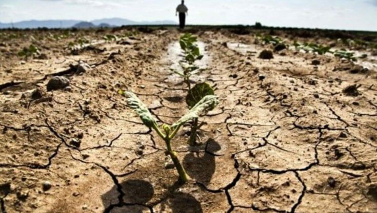Liguria, agricoltura in ginocchio: danni per 200 milioni, raccolti persi fino all’80%