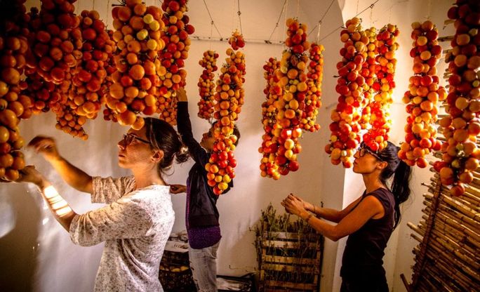 Salento, i pomodori d'inverno salvati dai giovani laureati 