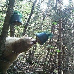 Il letargo brevissimo dell'orso Francesco: uscito dalla tana per il caldo delle Alpi