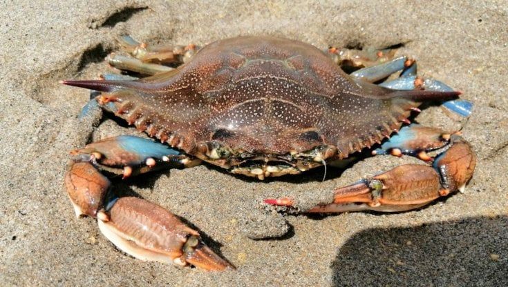 Il granchio blu atlantico sulle coste del Lazio: "Rischio per l'ecosistema". Ma la sua carne prelibata tenta gli chef