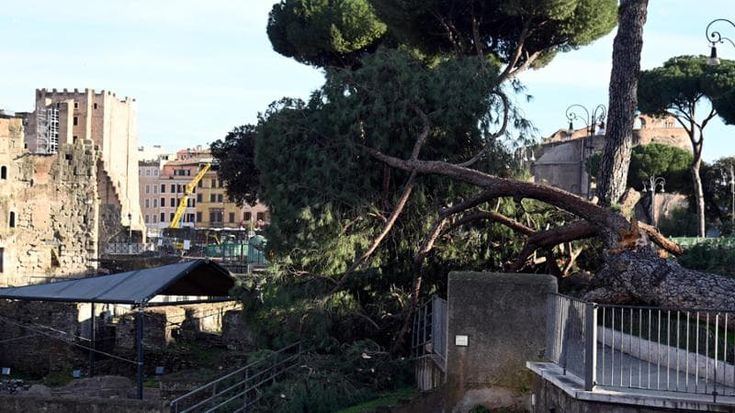 Addio agli alberi fragili, meno pini e più gelsi: cambia il verde delle città