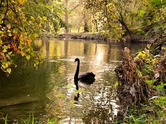Milano: l'eleganza del cigno nero, signore del parco Lambro