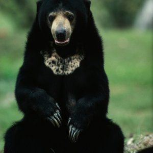 Torna la caccia all'orso nero in Florida
