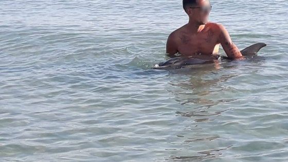 Brindisi, i bagnanti 'salvano' delfino ferito da una barca. I veterinari lo liberano al largo: "Troppi curiosi"