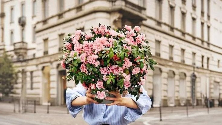 Lotta contro il cancro, l’Airc in 51 piazze di Milano con l’azalea per la ricerca