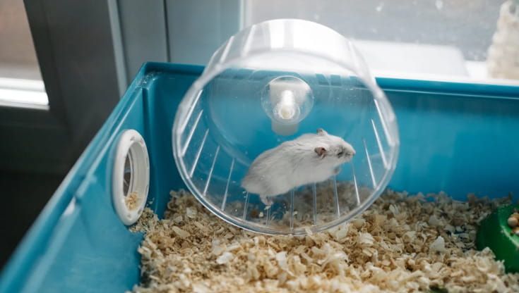 Il piccolo genio che ha trasformato la ruota del suo criceto in un caricabatterie