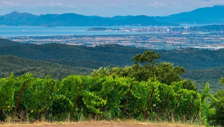 Il clima cambia il vino, così un angolo di Toscana diventa “Mediterraneo”