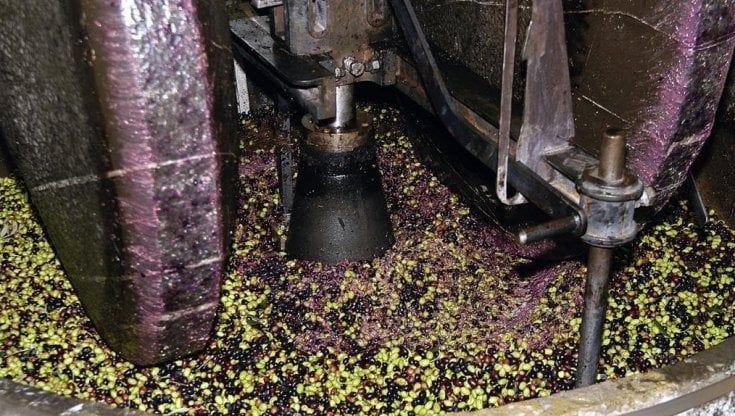 Ecco gli Oscar dell’olio, 14 etichette del Lazio eccellenze del made in Italy