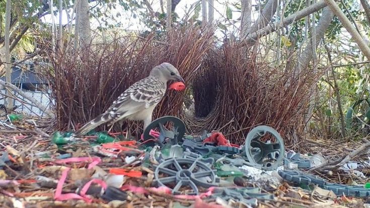 Come gioiello un tappo di plastica. Così l’uccello giardiniere usa i rifiuti per il corteggiamento