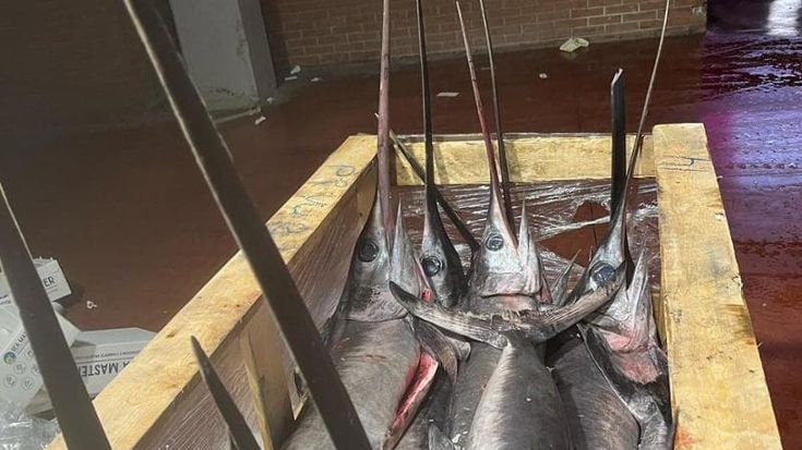Maxi sequestro al Car di Roma: bloccati 620 chili di pesce spada senza etichetta