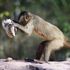 Animali: in molte specie esiste una vera e propria forma di cultura