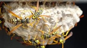 Vespe e calabroni al picco stagionale: quali sono le specie davvero pericolose e come affrontarle