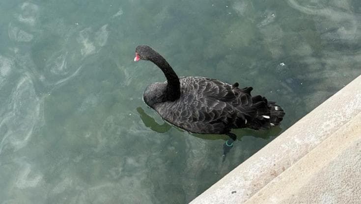 Il cigno nero “adottato” da Bari, nelle acque del lungomare l’esemplare incanta i passanti