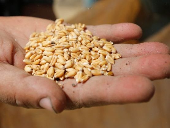 Grano, gli agricoltori della Cia minacciano lo "sciopero della semina"