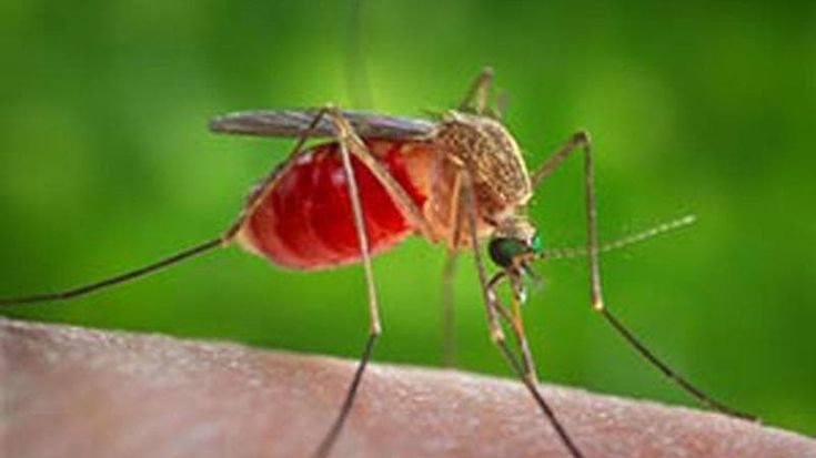 Virus delle zanzare, è allarme West Nile anche a Roma. L’Asl: “Via ai controlli”