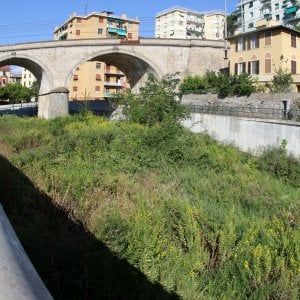  Una foresta è cresciuta nel letto dello Sturla, la Regione blocca la pulizia del torrente 