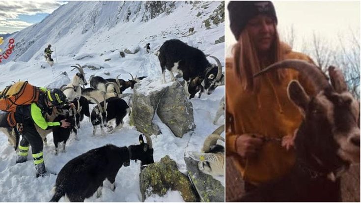 Alicia Necchi, pastora a 19 anni: “I lupi e la paura di perdere tutto, ma non cambierei mai lavoro”