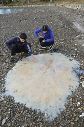 Il mistero della medusa gigante della Tasmania: sconosciuta anche agli studiosi