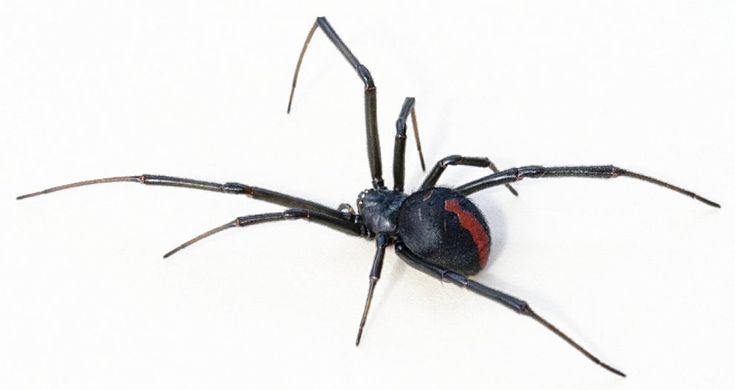 Gli animali più letali in Australia