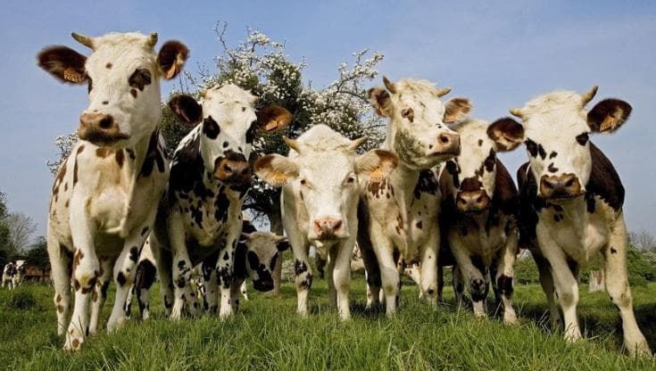 Anche la diminuzione degli allevamenti al pascolo potrebbe essere un problema per l’ambiente