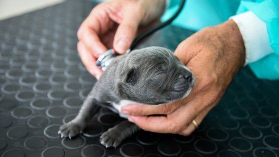 Milano, lasciata per giorni senza acqua e cibo con i suoi 13 cuccioli: salvata femmina di cane corso