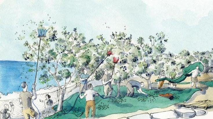 Tra gli olivi di Capri: Capecchi raffigura l’agricoltura eroica