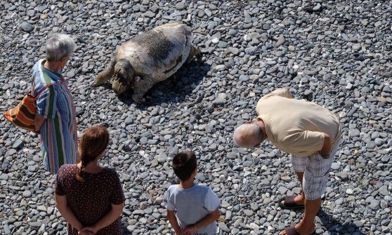 Tartaruga trovata morta a Quinto, l'esperto: "colpa di inquinamento o ami da pesca"