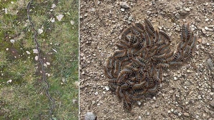 Allarme processionaria in Salento, parchi e boschi invasi da larve: “Quest’anno in netto anticipo”